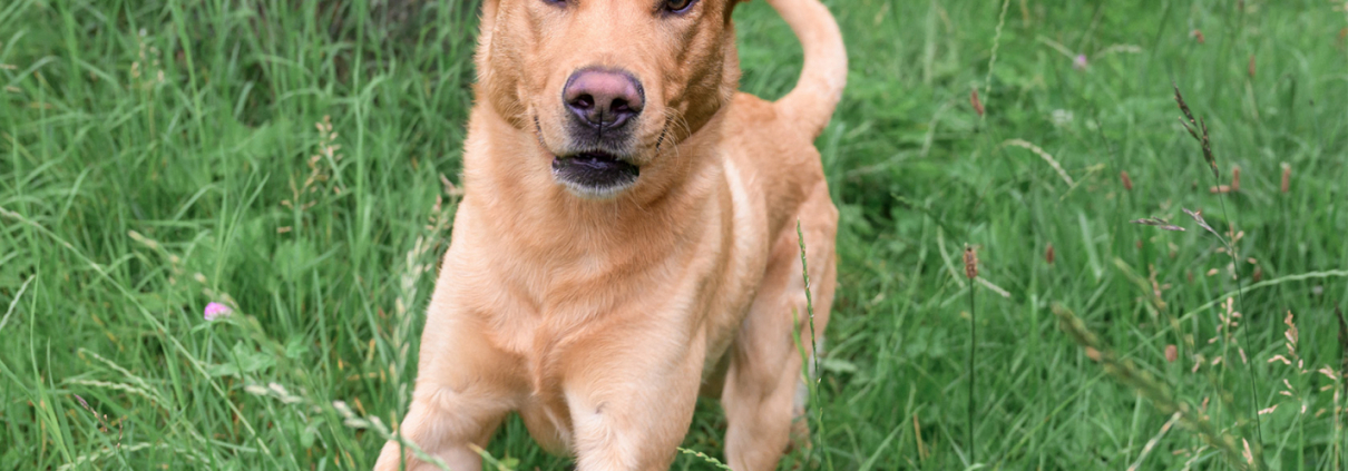 Rund um den Hund. Plakat Wahlstedt